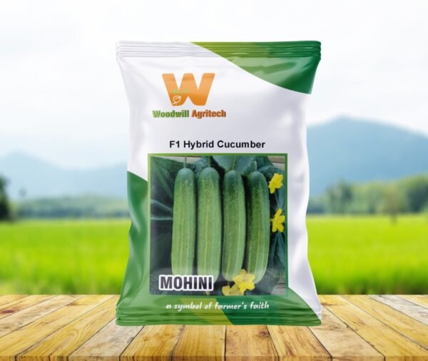 Mohini F1 Hybrid Cucumber